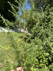 Artemisia indica
