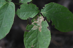 Phytomyza aralivora