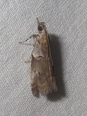 Acrobasis comptella