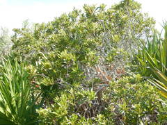 Morella cerifera image