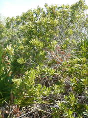 Morella cerifera image