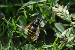 Vespula acadica