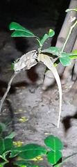 Calotes versicolor
