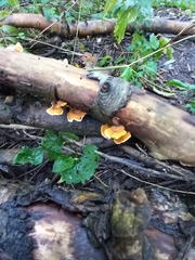 Phyllotopsis nidulans