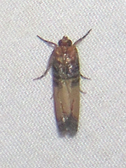 Dasypyga alternosquamella