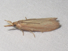 Peoria rostrella
