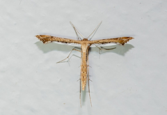 Stenoptilodes taprobanes
