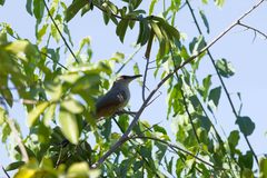 Coccyzus longirostris