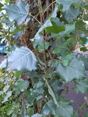 Populus nigra