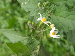 Solanum nigrum