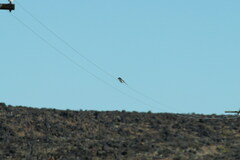 Lanius collaris collaris