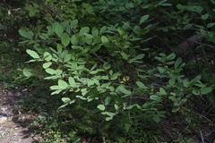 Lonicera utahensis