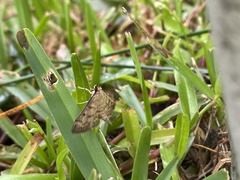 Herpetogramma fluctuosalis