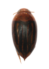 Suphisellus