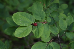 Lonicera utahensis