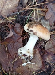 Leucocortinarius bulbiger