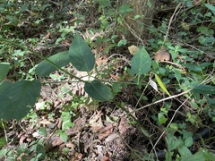 Vincetoxicum rossicum