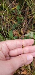 Carex rosea