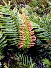 Blechnum novae-zelandiae