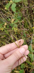 Carex rosea
