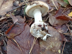 Leucocortinarius bulbiger