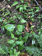 Stemona tuberosa