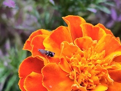 Anacampsis levipedella