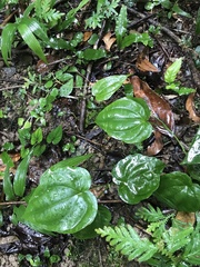 Stemona tuberosa