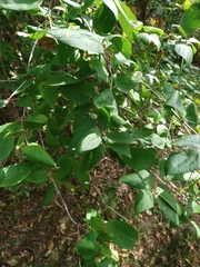 Lonicera morrowii