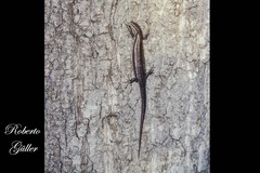 Aspronema dorsivittatum