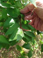 Lonicera morrowii