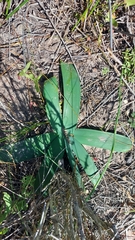 Ammocharis longifolia