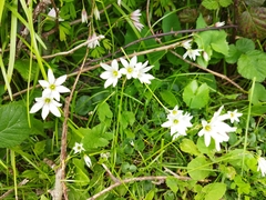 Nothoscordum bivalve
