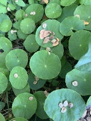 Hydrocotyle verticillata