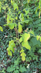 Polymnia canadensis