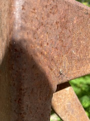 Phalangiinae