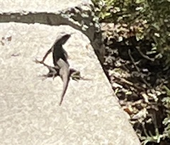 Sceloporus occidentalis