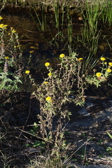 Pulicaria dysenterica