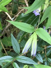 Tripterospermum lanceolatum