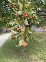 Crataegus crus-galli