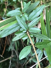 Tripterospermum lanceolatum