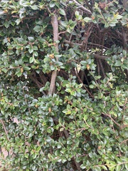 Cotoneaster horizontalis