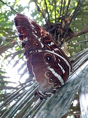 Morpho hecuba
