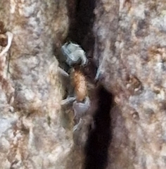 Liometopum microcephalum