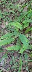 Blechnum hastatum