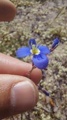 Heliophila refracta