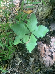 Quercus montana