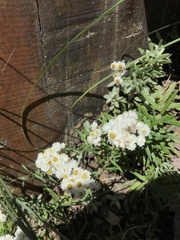 Anaphalis morrisonicola