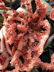 Clathrus ruber