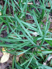 Carex sylvatica